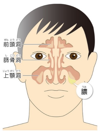 炎 症状 鼻腔 副